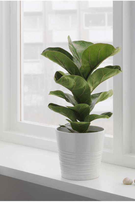 Ficus lyrata – fiddle leaf fig
