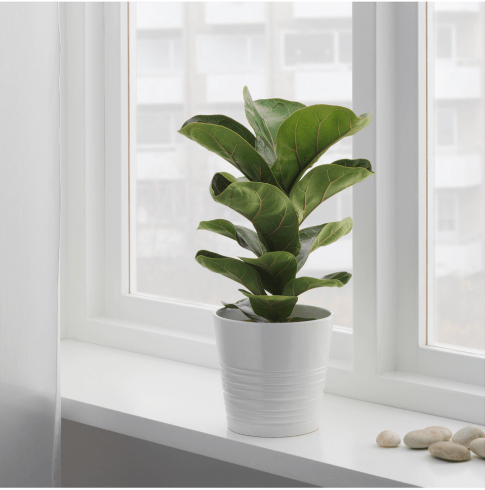 Ficus lyrata – fiddle leaf fig
