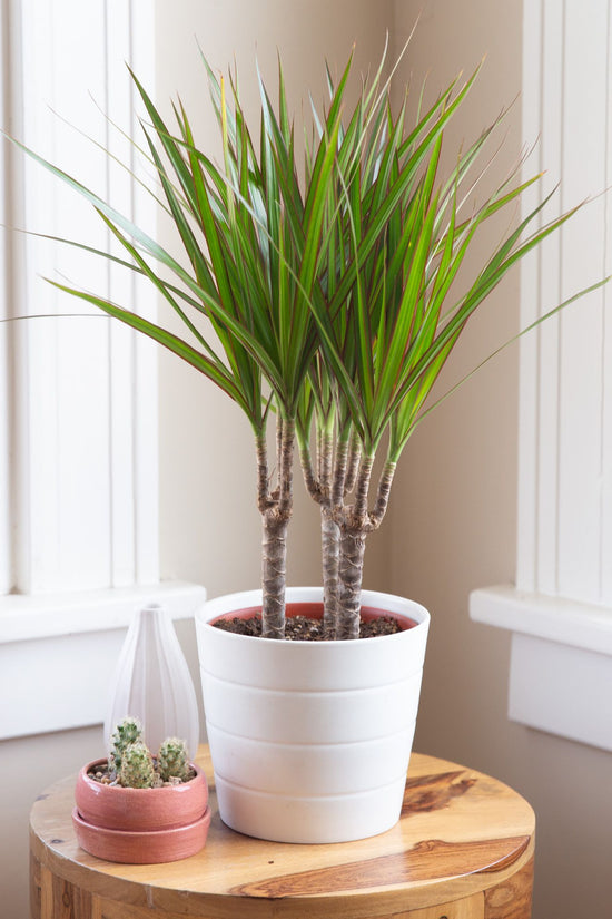 Dracaena marginata - dragon tree
