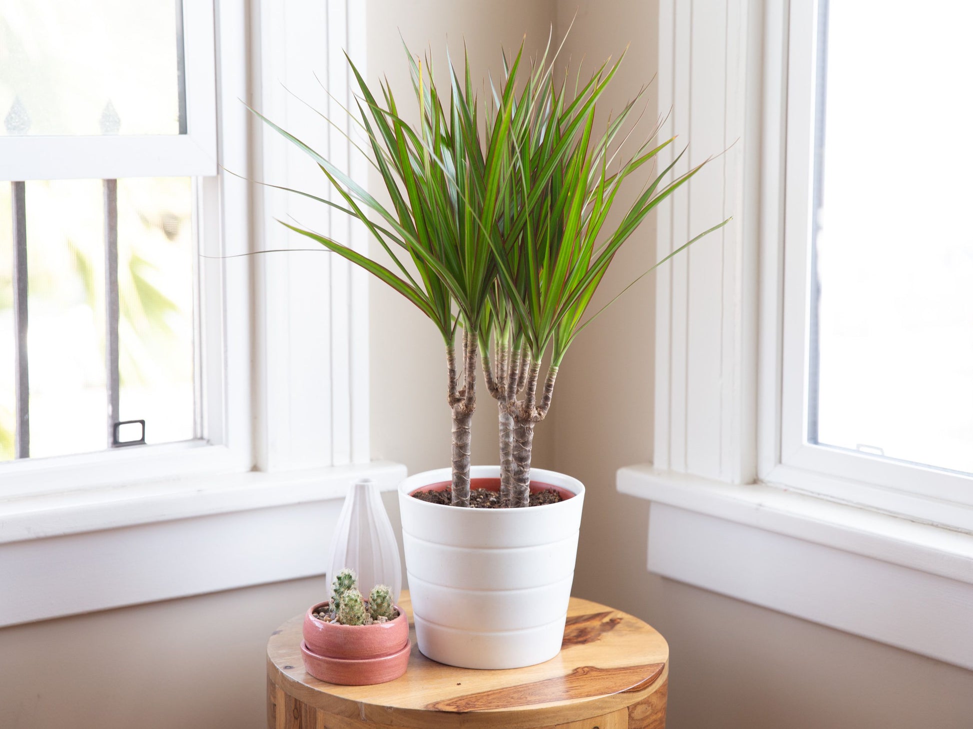 Dracaena marginata - dragon tree
