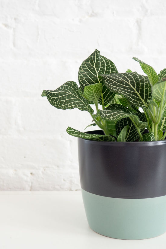 Fittonia - nerve plant
