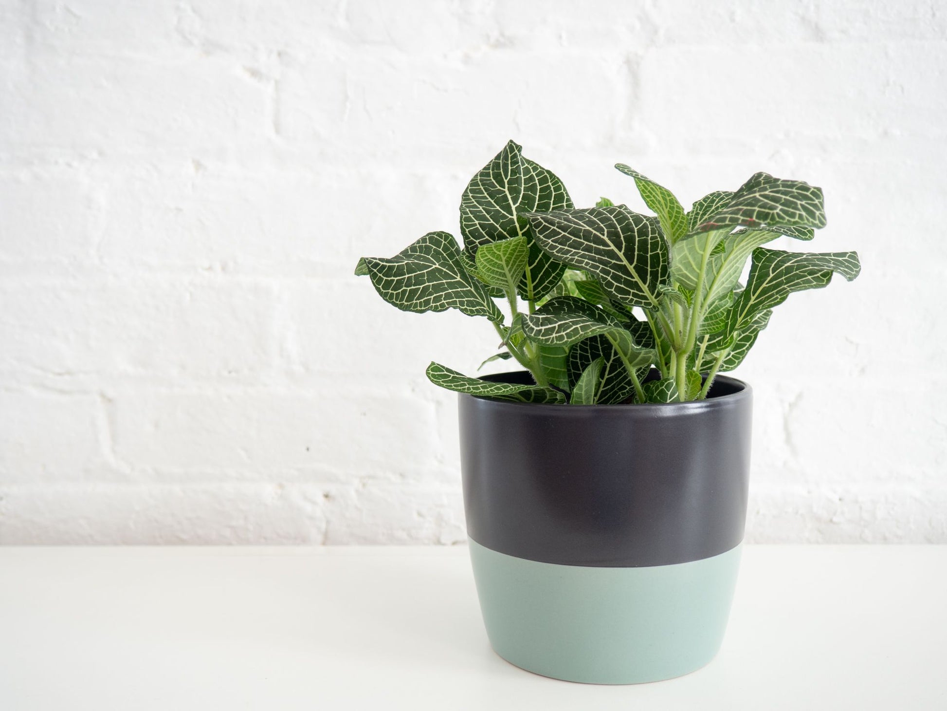 Fittonia - nerve plant
