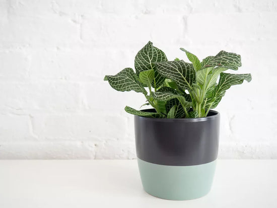 Fittonia green variety – Nerve plant
