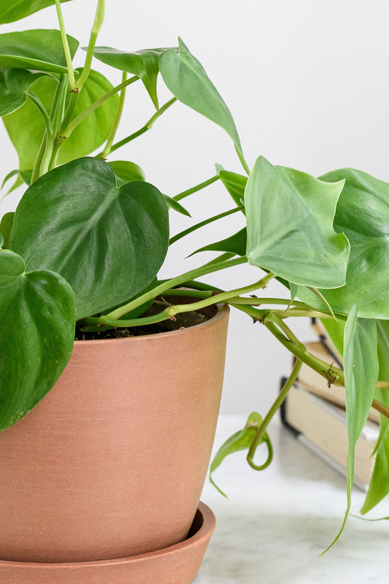 philodendron oxycardium green Philodendron Oxycardium Green – Gardengram