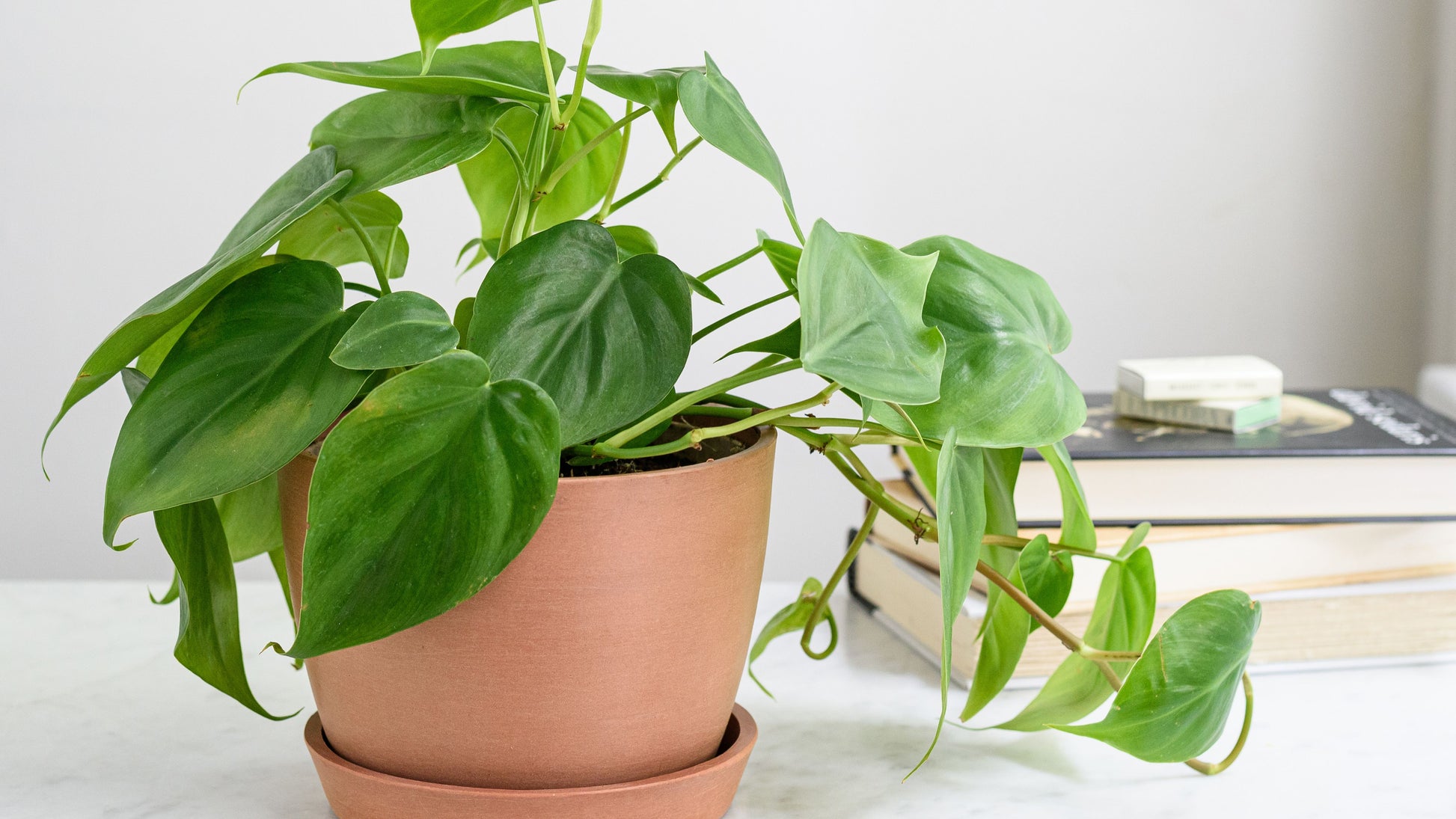 Oxycardium philodendron indoor vine
