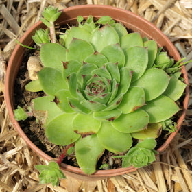 Sempervivum Tectorum – house leek
