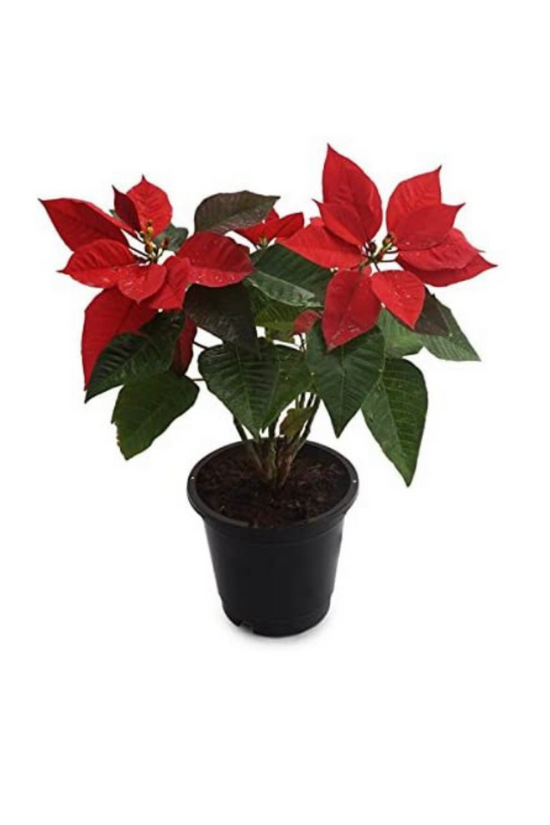 Poinsettia red Christmas plant
