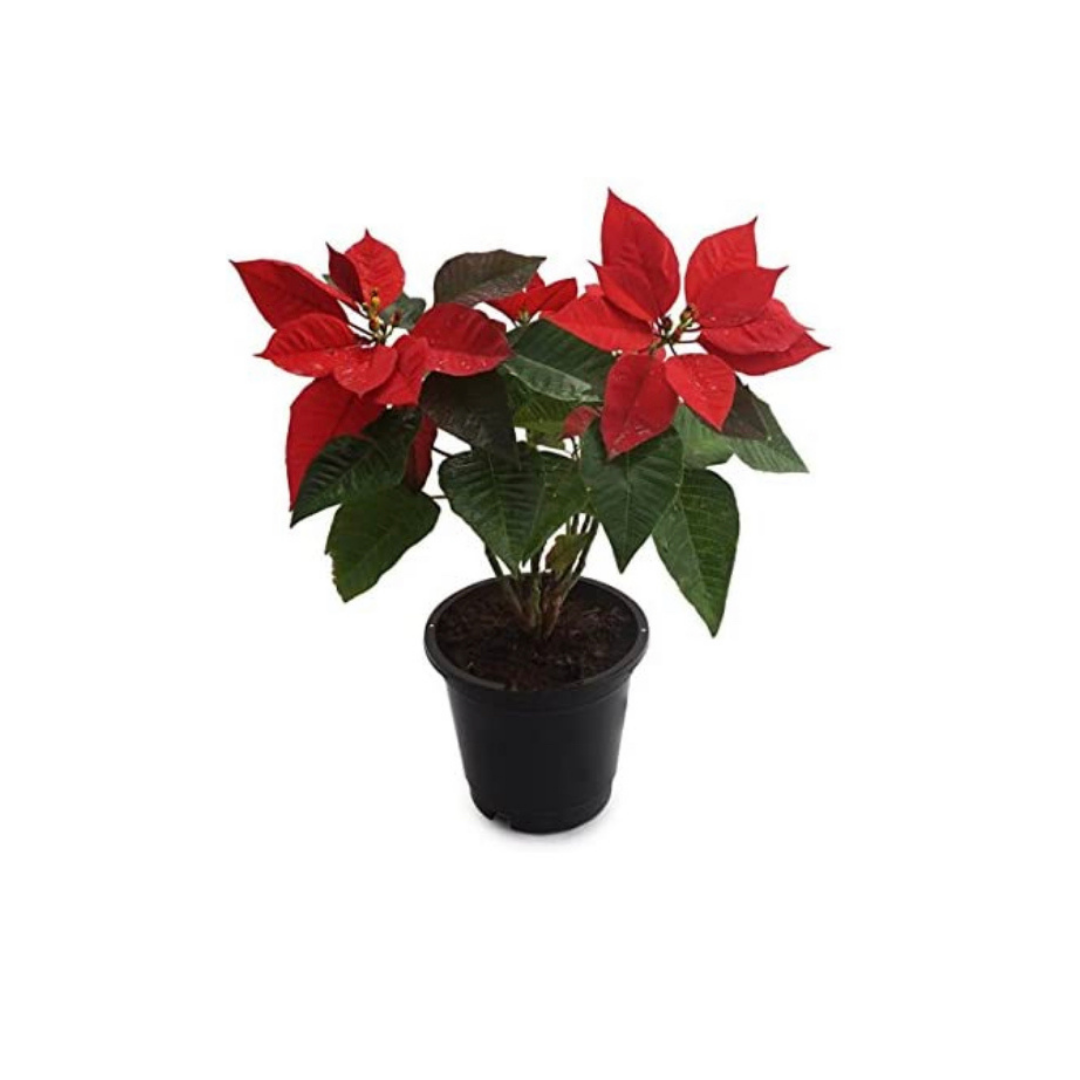 Poinsettia red Christmas plant
