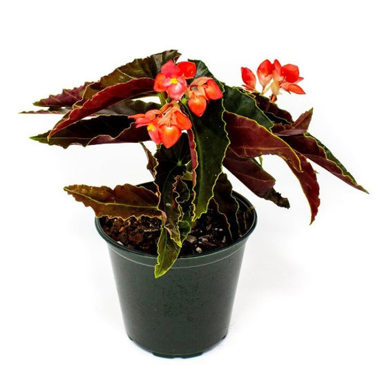 Begonia flowering indoor plant
