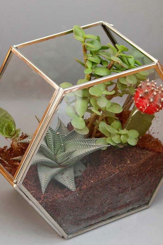 Hexagon glass tabletop planter
