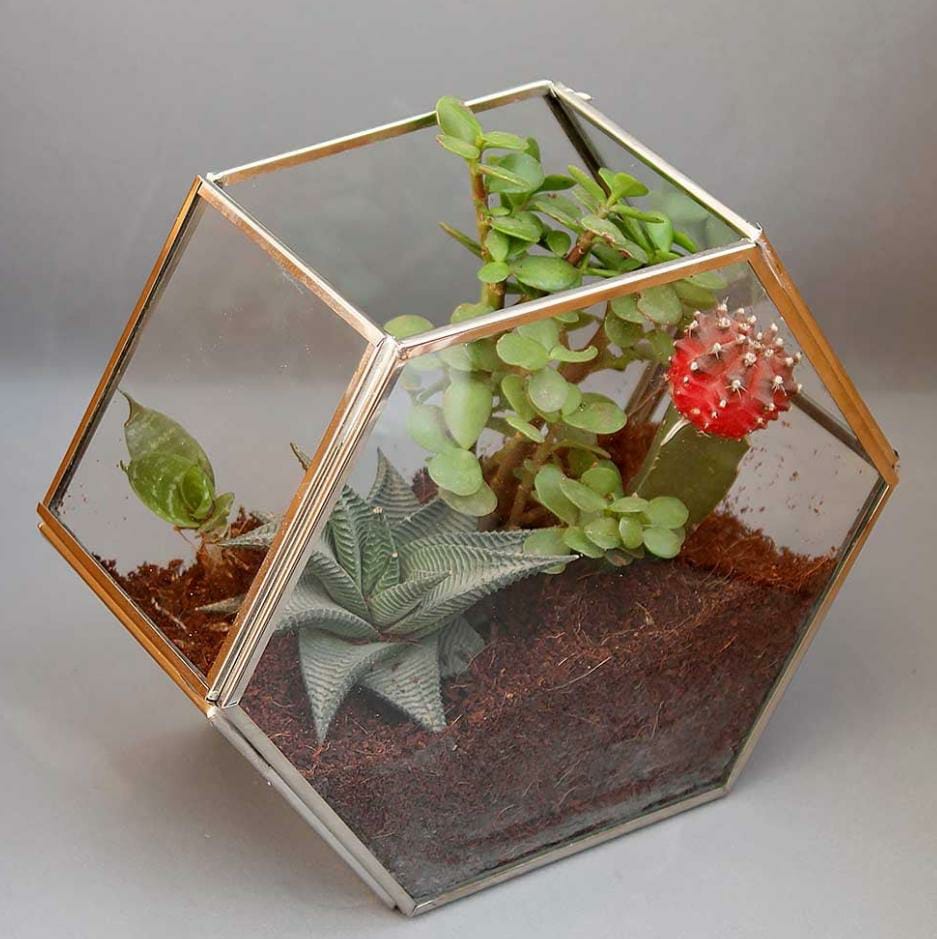 Hexagon glass tabletop planter
