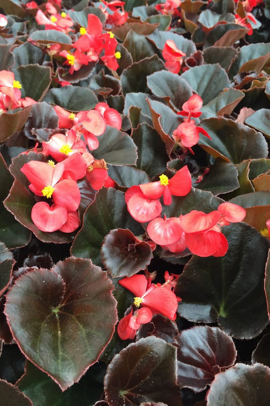 Begonia flowering indoor plant
