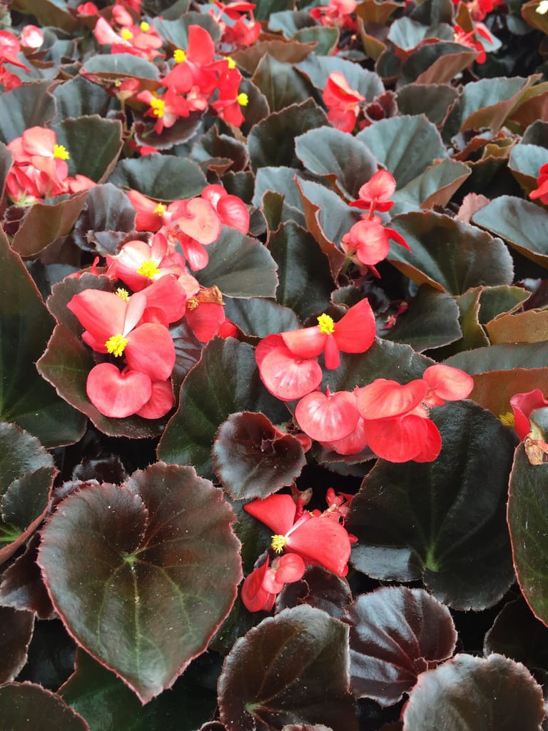 Begonia flowering indoor plant
