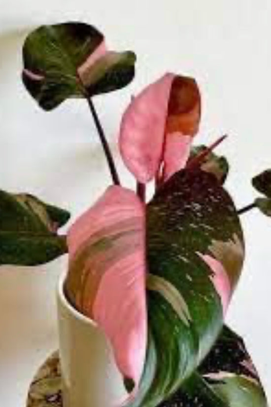 Pink Princess Philodendron
