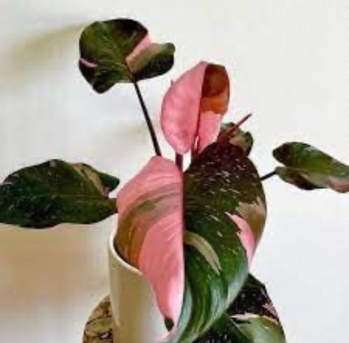 Pink Princess Philodendron
