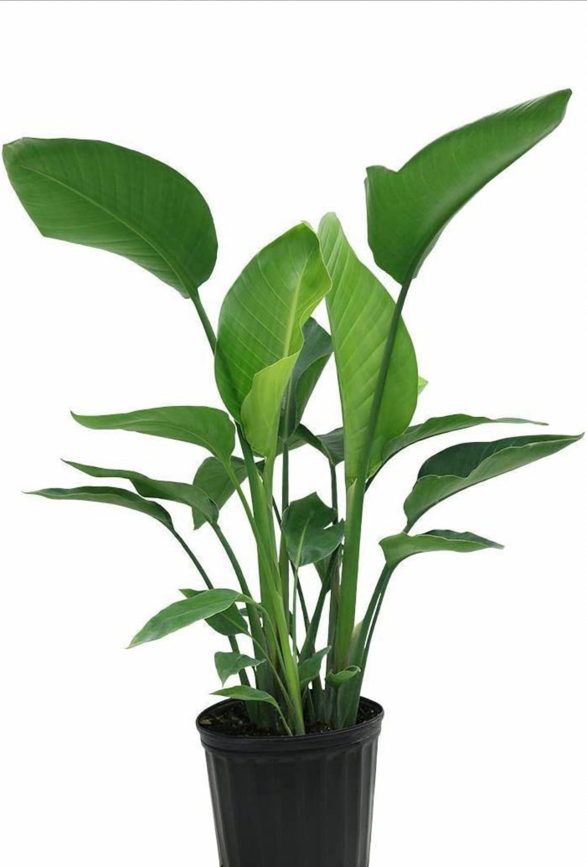 Strelitzia – Bird of Paradise plant
