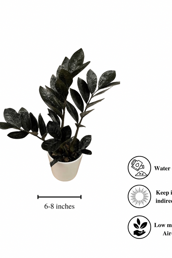 Raven black ZZ plant - air purifier

