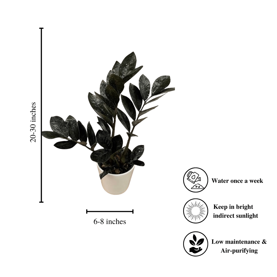zz plant air purifier ZZ Raven | Black ZZ plant