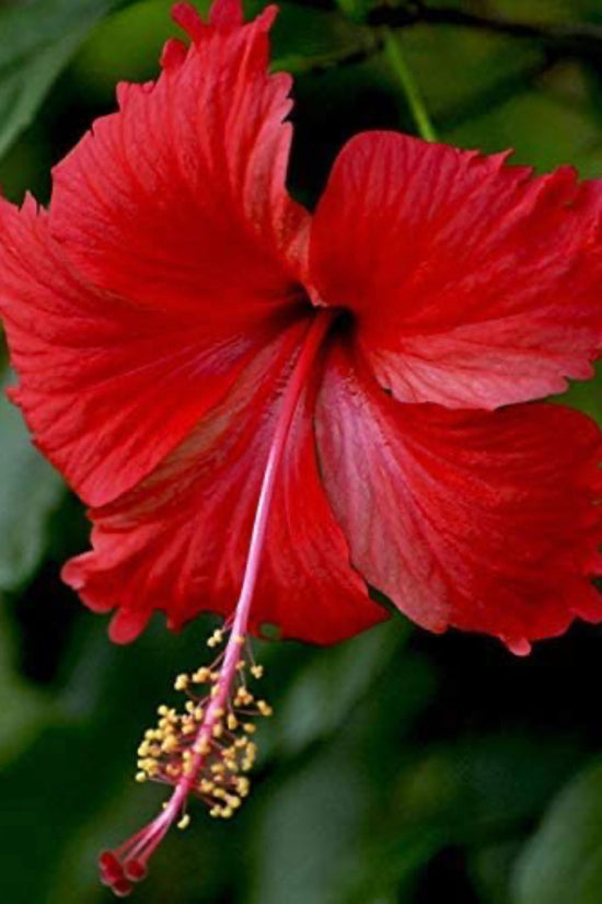 Hibiscus flowering plant

