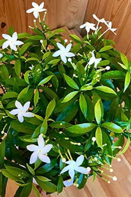 Chandni (Crepe Jasmine) puja plant
