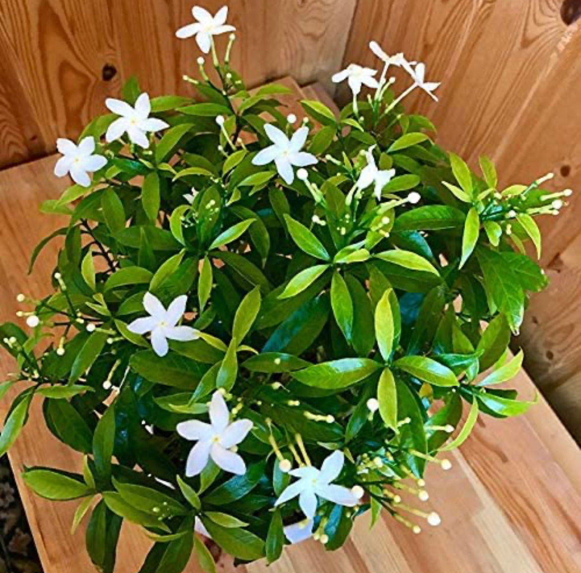Chandni (Crepe Jasmine) puja plant
