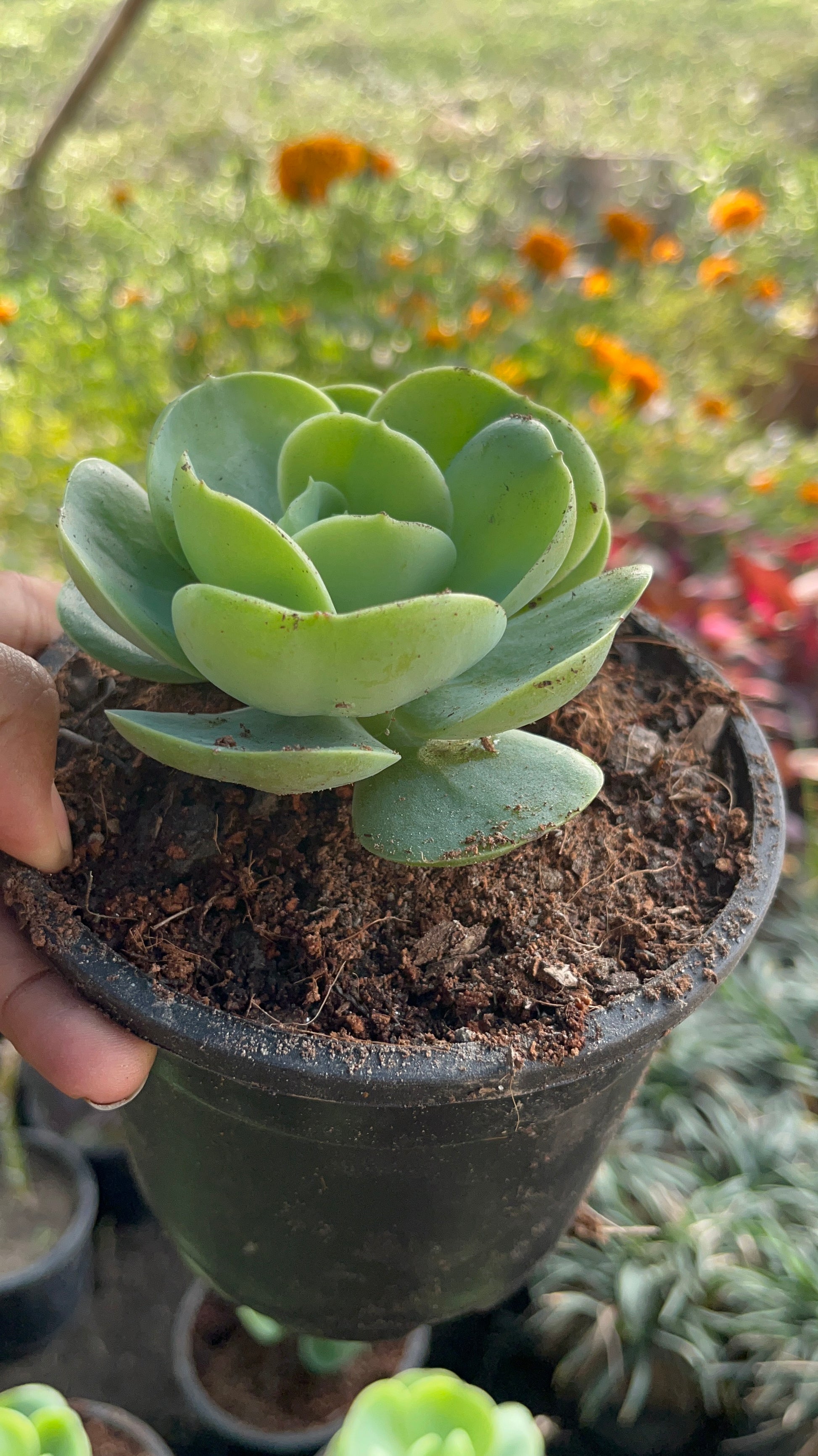 Rose Crassula tabletop succulent

