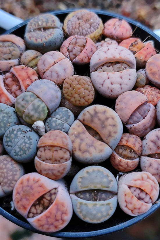 Lithops - living stone plant set
