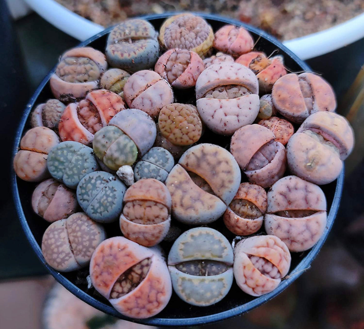 Lithops - living stone plant set
