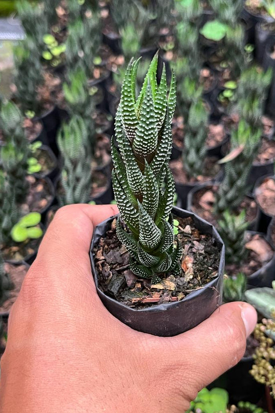 Haworthia Coarctata small plant
