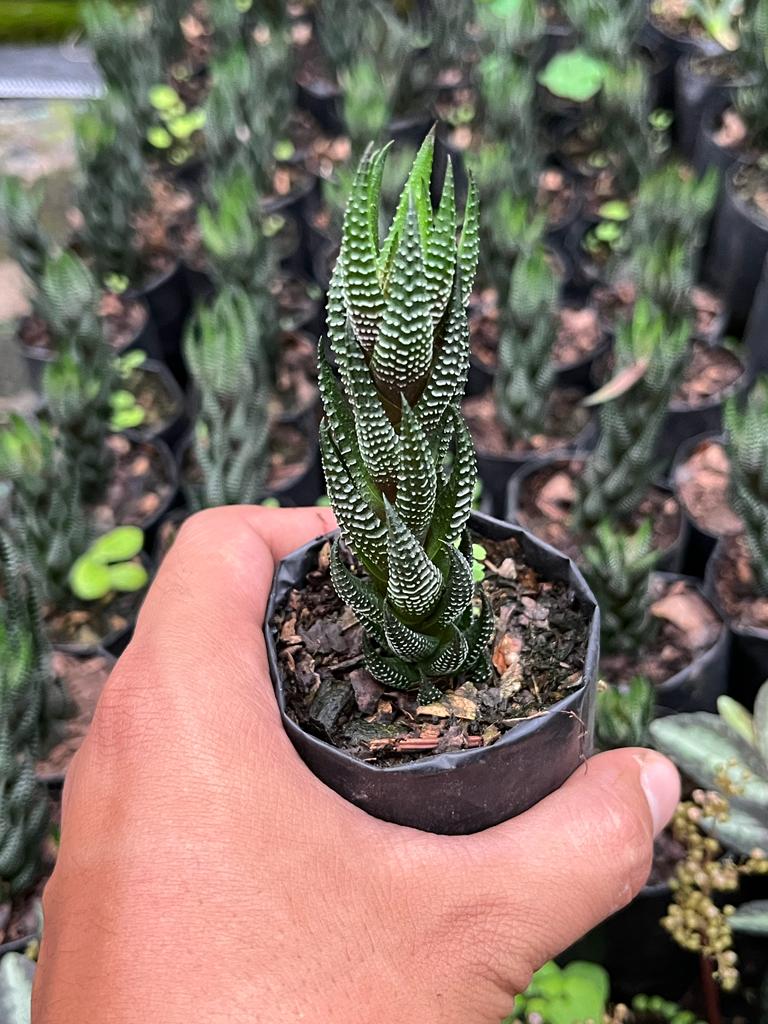 Haworthia Coarctata small plant

