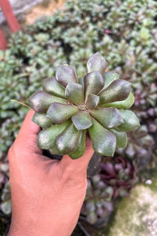 Anacampseros low-maintenance succulent
