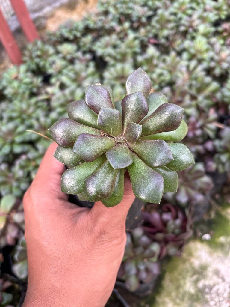 Anacampseros low-maintenance succulent

