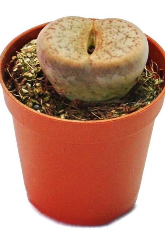 Lithops - living stone plant set
