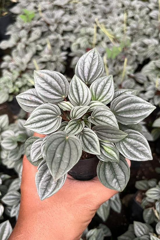 Frost Peperomia indoor plant
