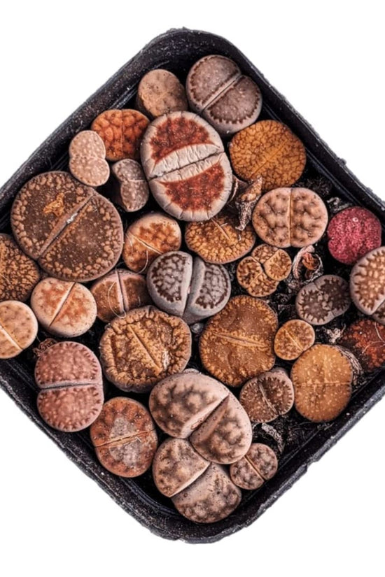 Lithops - living stone plant set
