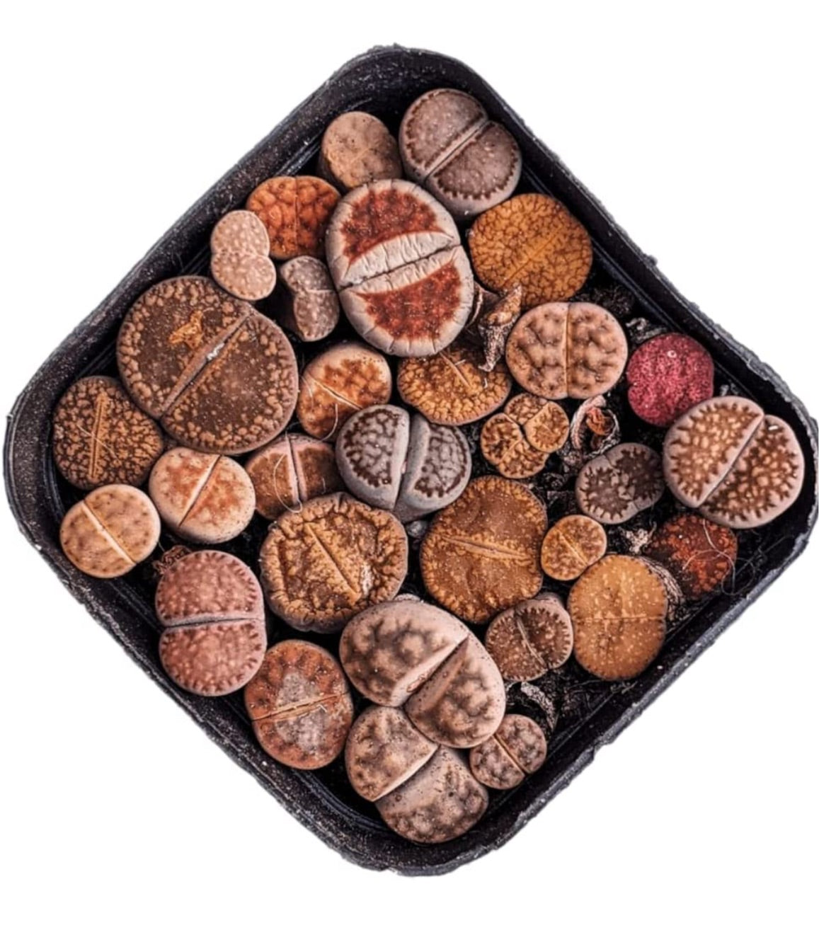 Lithops - living stone plant set
