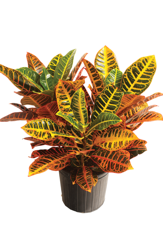 Croton Petra decorative indoor plant
