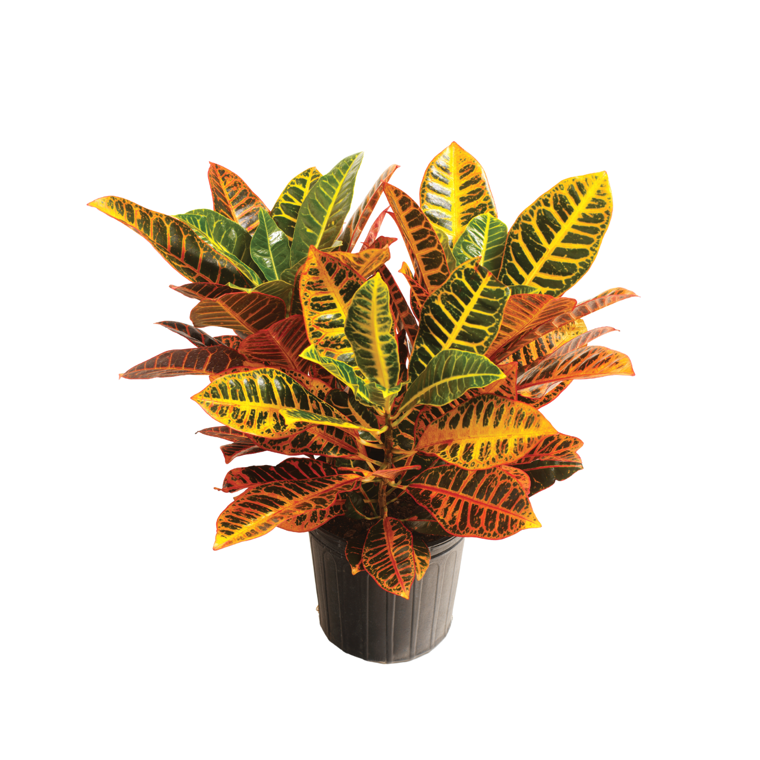 Croton Petra decorative indoor plant

