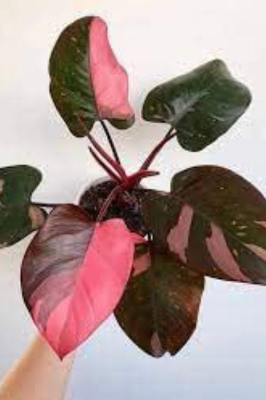 Pink Princess Philodendron
