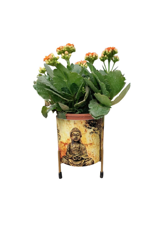Buddha head planter for garden or indoor use

