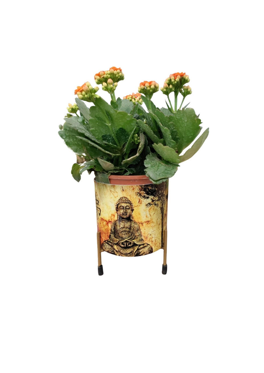 Buddha head planter for garden or indoor use
