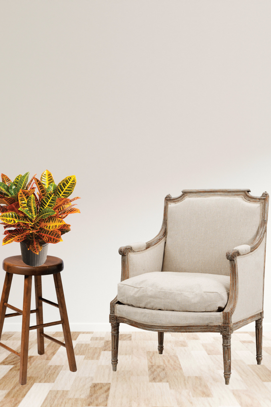 Croton Petra decorative indoor plant
