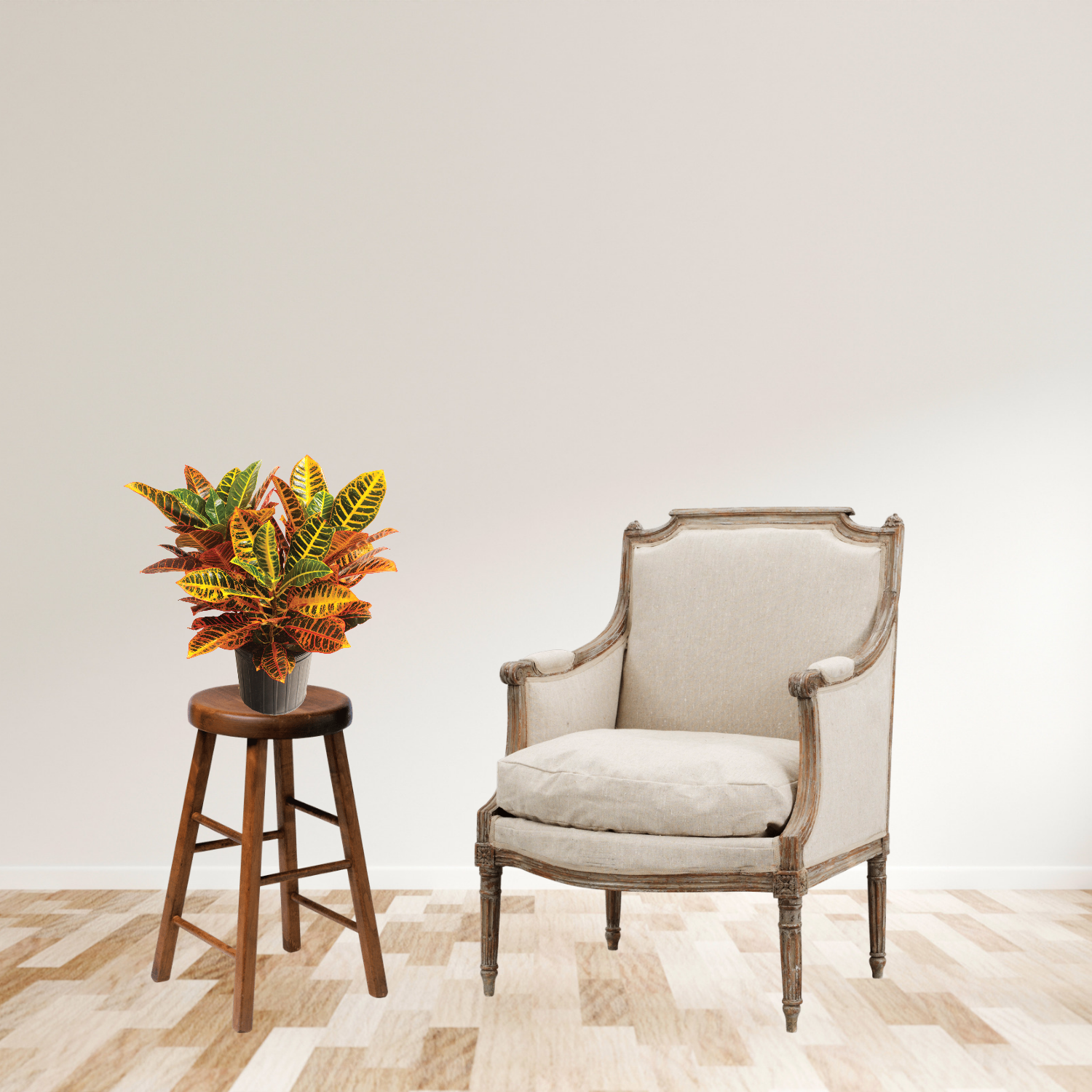 Croton Petra decorative indoor plant
