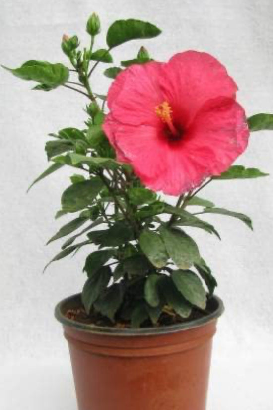 Hibiscus flowering plant
