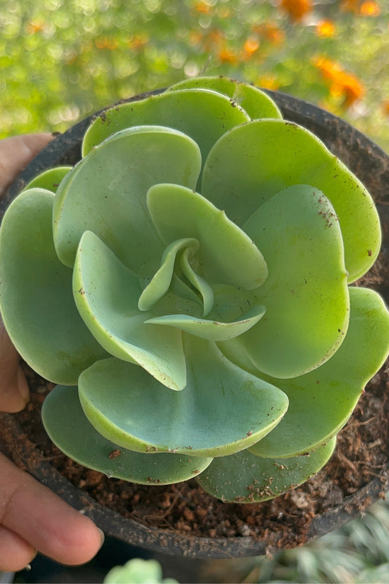 Rose Crassula tabletop succulent
