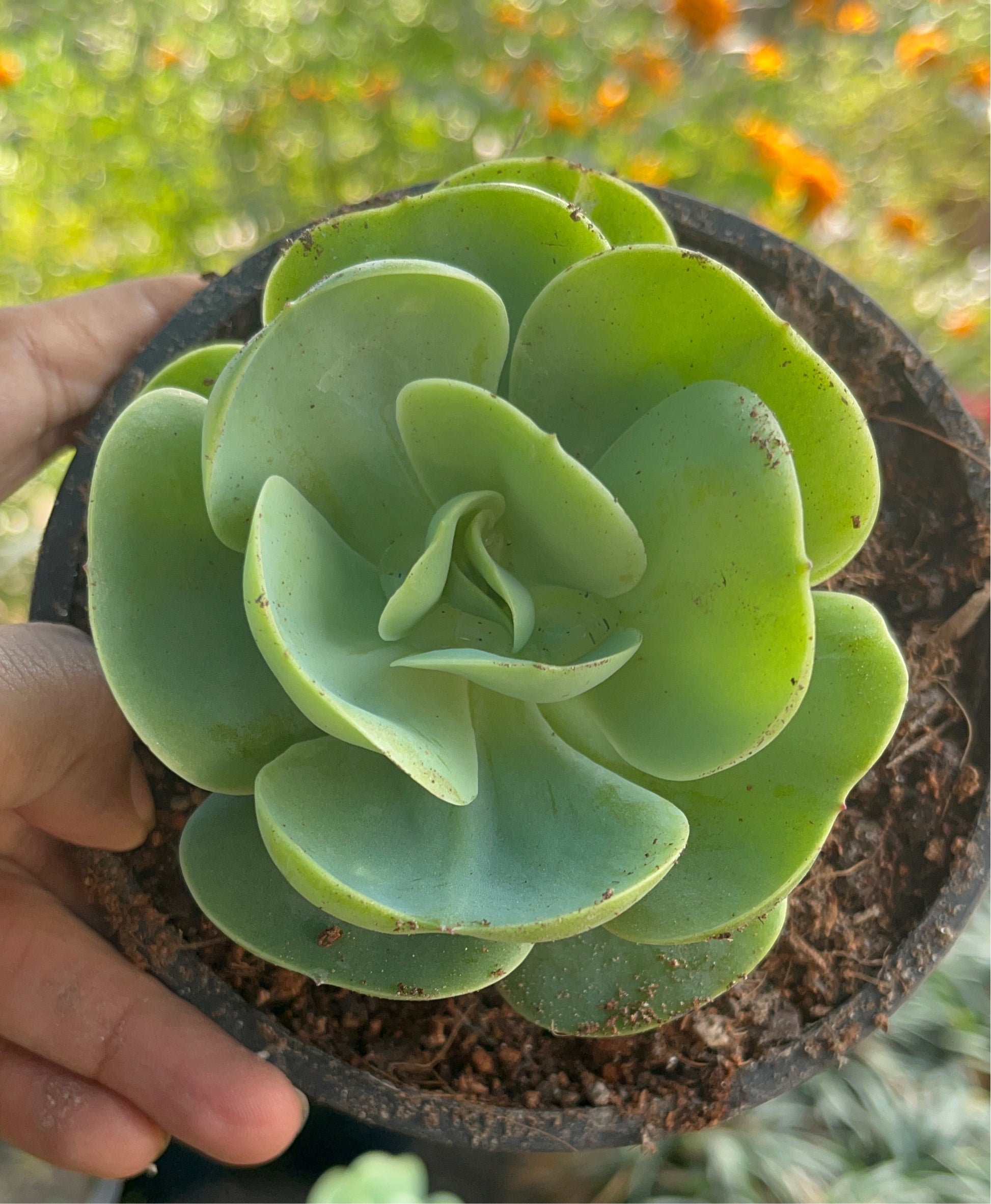 Rose Crassula tabletop succulent

