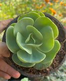 Echeveria Green Spoon | Succulent | Exotic Table Top Succulents - Gardengram