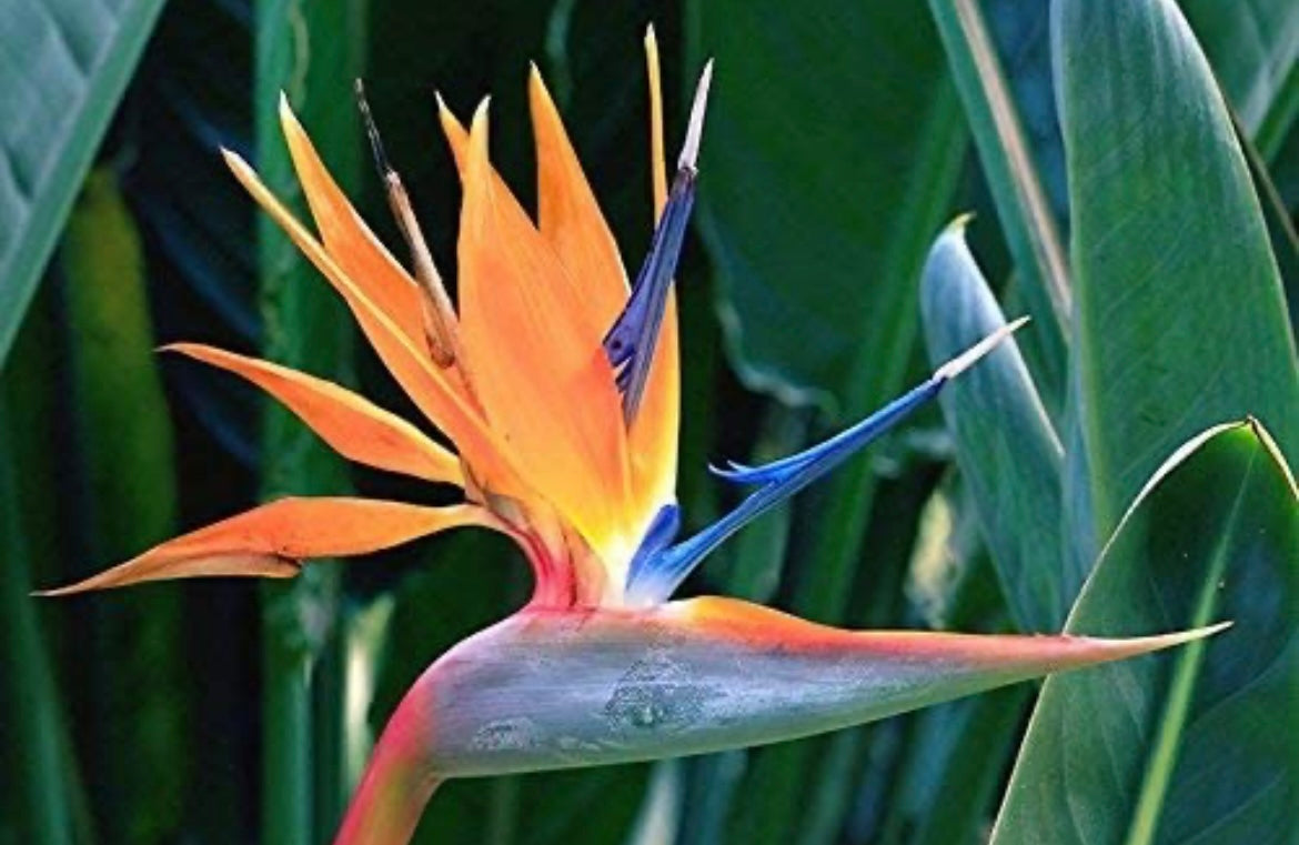 Strelitzia – Bird of Paradise plant
