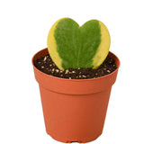 Sweet Heart Hoya Plant - Gardengram