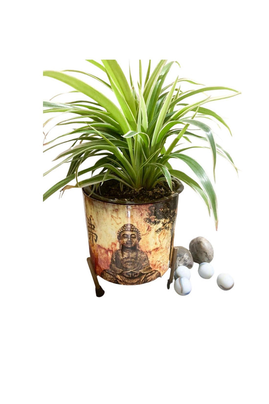 Buddha head planter for garden or indoor use

